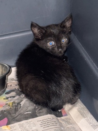 Shelter Stray Female Cat last seen Near Hiberia Ave Decatur, GA 30030, 30030, GA, 3280 Chamblee Dunwoody Rd, Chamblee, GA 30341, USA