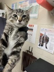 Shelter Stray Male Cat last seen Near Rosewood Lane, Mt. Pleasant, SC, 2455 Remount Rd, North Charleston, SC 29406, USA