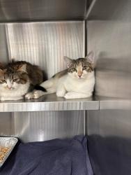 Shelter Stray Male Cat last seen Near Humphries Street, Atlanta, GA, 1251 Fulton Industrial Blvd NW, Atlanta, GA 30336, USA
