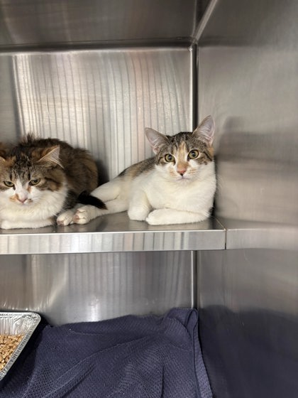 Shelter Stray Male Cat last seen Near Humphries Street, Atlanta, GA, 1251 Fulton Industrial Blvd NW, Atlanta, GA 30336, USA