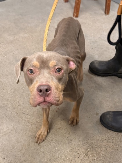 Shelter Stray Female Dog last seen Near Lipton, 4th District, OH, 9203 Detroit Ave, Cleveland, OH 44102, USA
