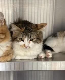Shelter Stray Female Cat last seen Near Humphries Street, Atlanta, GA, 1251 Fulton Industrial Blvd NW, Atlanta, GA 30336, USA