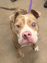 Shelter Stray Male Dog last seen Near Lakefront, 5th District, OH, 9203 Detroit Ave, Cleveland, OH 44102, USA
