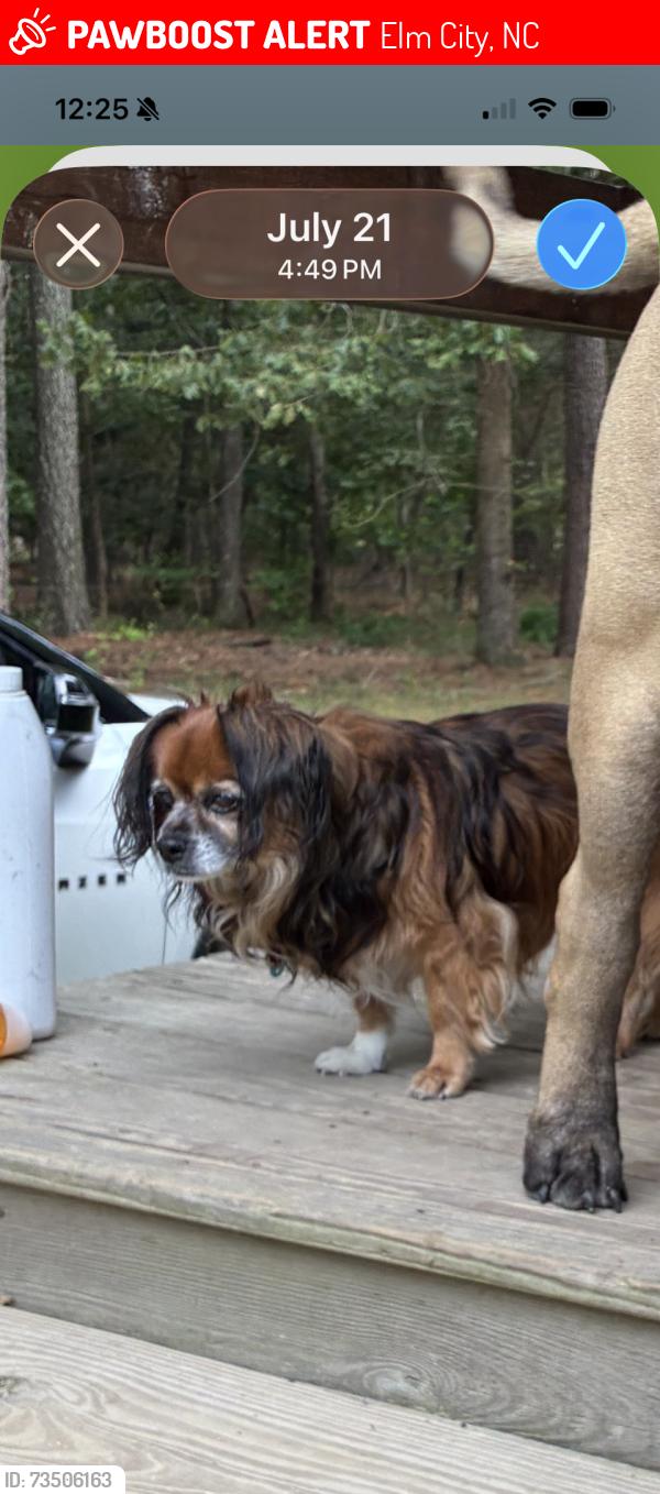 Lost Male Dog last seen Four Tenths Rd and Upchurch Road, Elm City, NC 27822