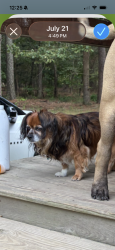 Lost Male Dog last seen Four Tenths Rd and Upchurch Road, Elm City, NC 27822