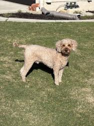 Found/Stray Male Dog last seen Angler and Orlando, Huntington Beach, CA 92647