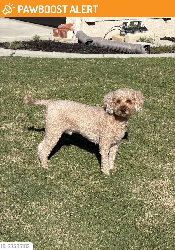 Found/Stray Male Dog last seen Angler and Orlando, Huntington Beach, CA 92647