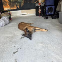 Reunited Female Dog last seen River Ranch, Dayton, TX 77535
