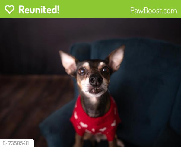 Reunited Male Dog last seen Tyson Ave, Abington, PA 19001