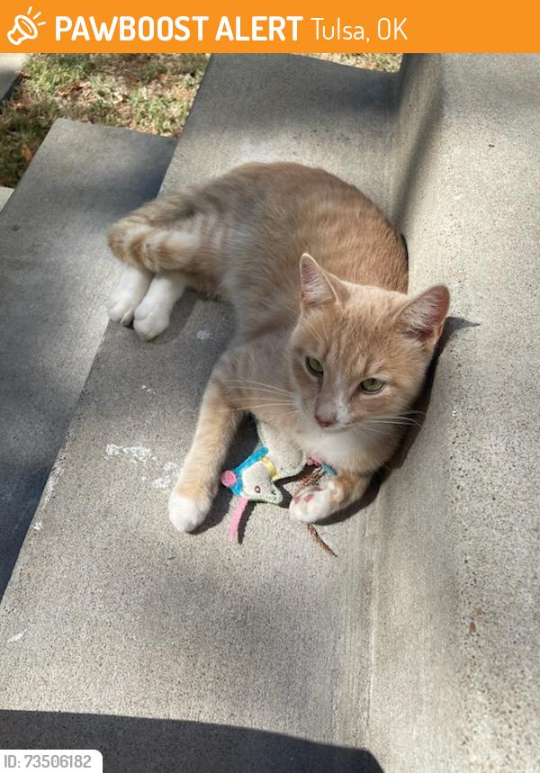 Found/Stray Male Cat last seen 4th Pl & Sheridan Rd, Tulsa, OK 74112