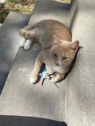 Found/Stray Male Cat last seen 4th Pl & Sheridan Rd, Tulsa, OK 74112