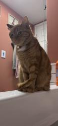 Lost Female Cat last seen Palmerton road, Burrell Township, PA 15717