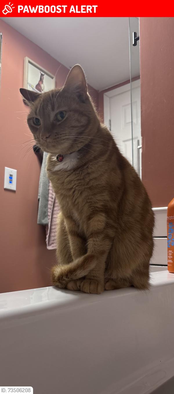 Lost Female Cat last seen Palmerton road, Burrell Township, PA 15717