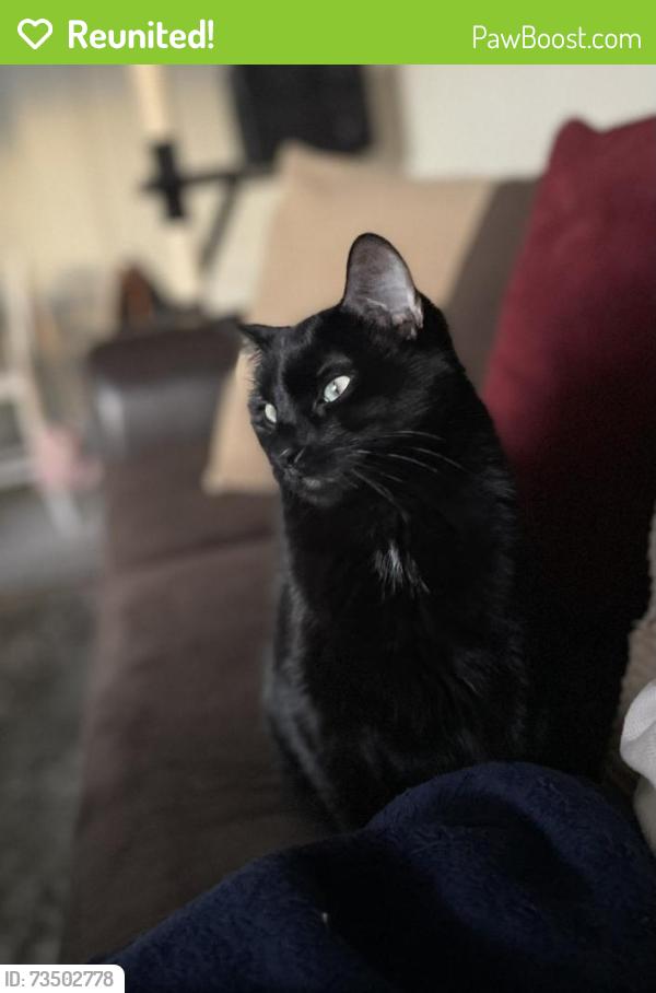 Reunited Male Cat last seen Terrace ridge dr, West Valley City, UT 84128