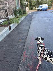 Found/Stray Unknown Dog last seen Near e riches ave, near the rv on property, Salt Lake City, UT 84106