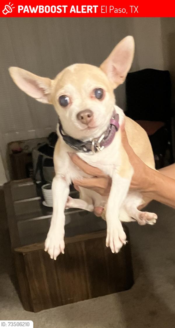 Lost Female Dog last seen Tierra Maya or Tierra Este, El Paso, TX 79938