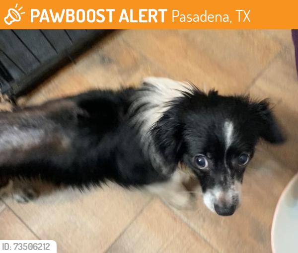Found/Stray Male Dog last seen Sam Rayburn HS, Pasadena, TX 77502