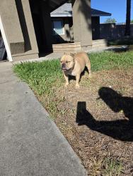 Reunited Female Dog last seen Athol and maple, Fontana, CA 92335
