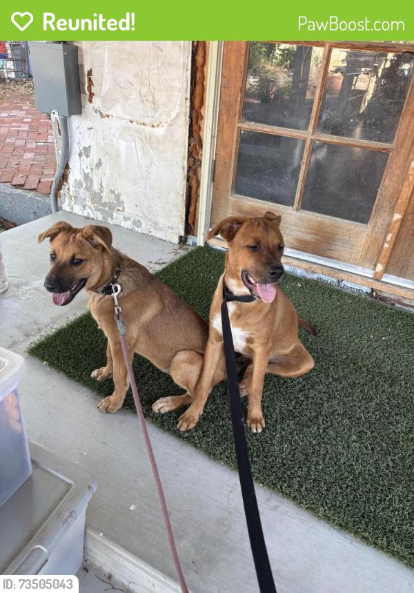 Reunited Female Dog last seen Sheila Ave and Grand Ave, Wildomar, CA, Wildomar, CA 92595