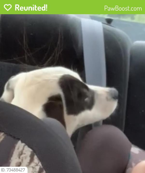 Reunited Female Dog last seen She was last seen in my yard at the address given off of morris creek road, Granite Falls, NC 28630
