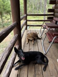 Lost Female Dog last seen Vallette, York st, Elmhurst, IL 60126