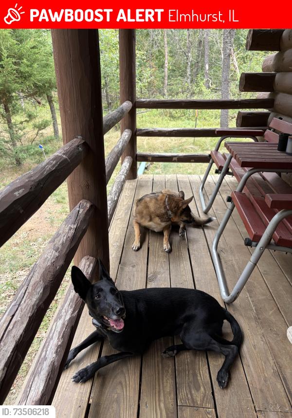 Lost Female Dog last seen Vallette, York st, Elmhurst, IL 60126