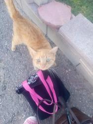 Found/Stray Male Cat last seen Cheyenne, nellis, Nellis Air Force Base, NV 89115