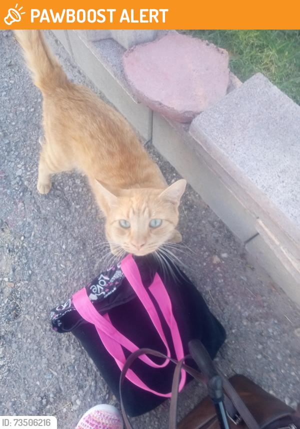 Found/Stray Male Cat last seen Cheyenne, nellis, Nellis Air Force Base, NV 89115