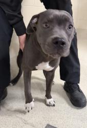 Shelter Stray Female Dog last seen Near Lee Begole Drive, NOVI, MI, 48376, 1200 N Telegraph Building 42E, Pontiac, MI 48340, USA