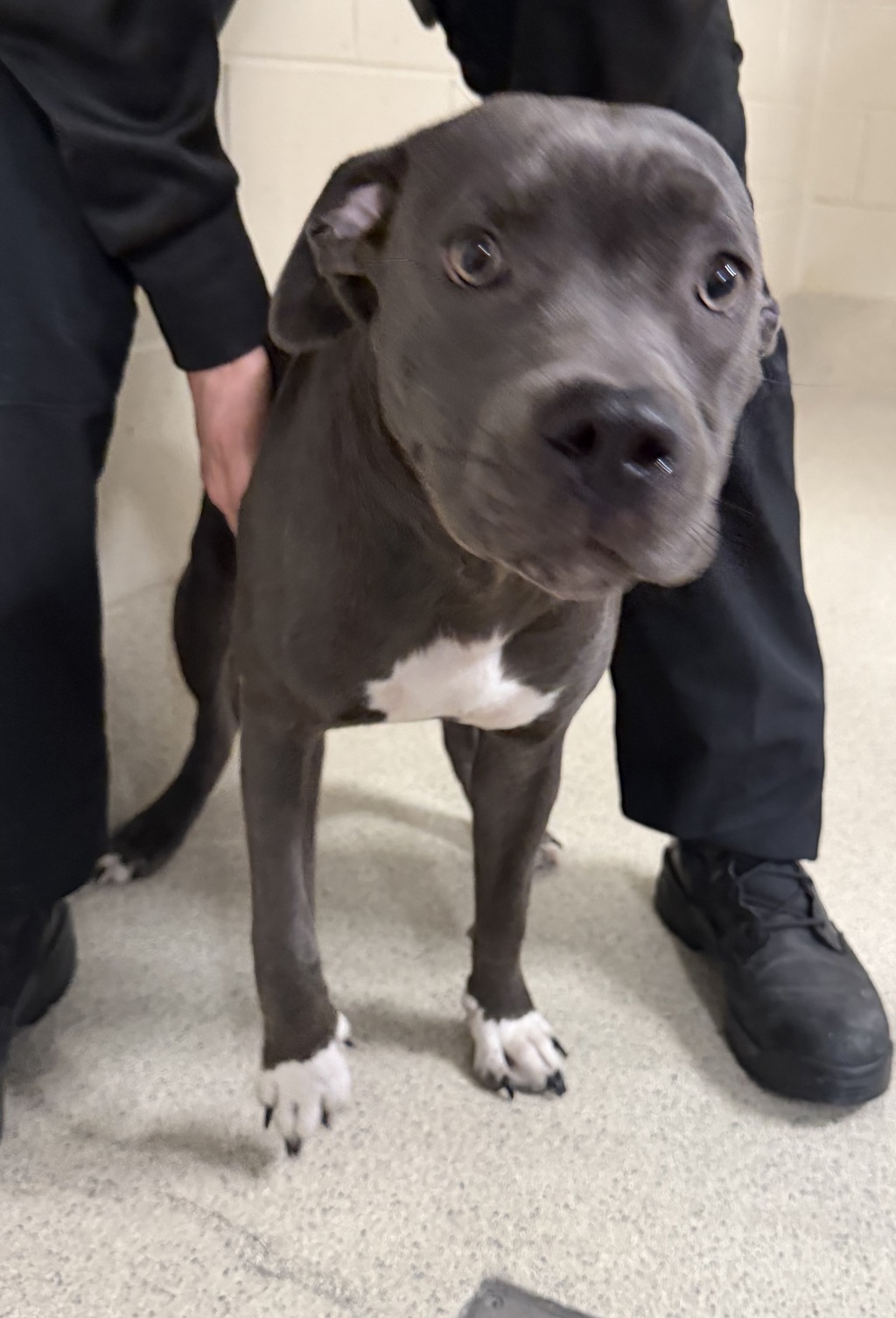Shelter Stray Female Dog last seen Near Lee Begole Drive, NOVI, MI, 48376, 1200 N Telegraph Building 42E, Pontiac, MI 48340, USA