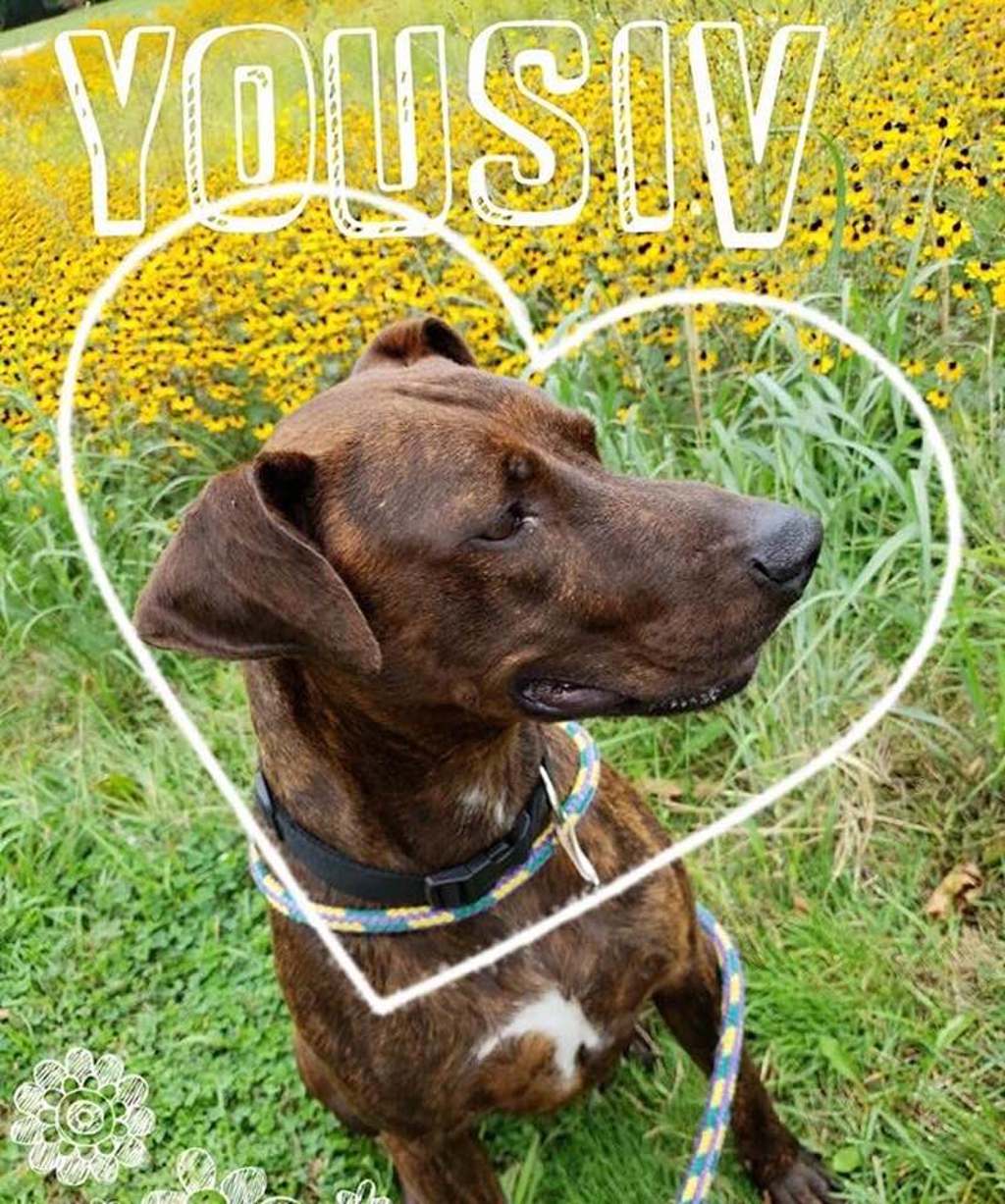 Shelter Stray Male Dog last seen Near Dixie Highway, CLARKSTON, MI, 48346, 1200 N Telegraph Building 42E, Pontiac, MI 48340, USA