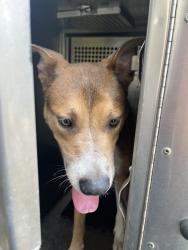 Shelter Stray Male Dog last seen Near Endicott Drive, AUSTIN, TX, 78728, 7201 Levander Loop bldg a, Austin, TX 78702, USA