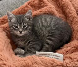 Shelter Stray Male Cat last seen Near E 3900 S, MILLCREEK, UT, 84107, 511 W 3900 S, Salt Lake City, UT 84123, USA