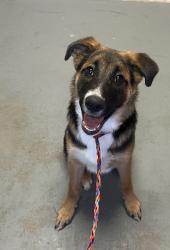 Shelter Stray Male Dog last seen Near S 8000 W, Magna Township, UT, 84044, 511 W 3900 S, Salt Lake City, UT 84123, USA
