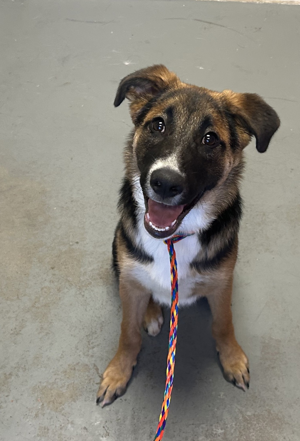 Shelter Stray Male Dog last seen Near S 8000 W, Magna Township, UT, 84044, 511 W 3900 S, Salt Lake City, UT 84123, USA