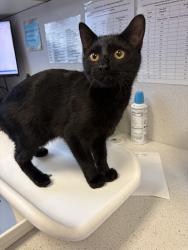 Shelter Stray Male Cat last seen Near W Indendence Boulevard, SALT LAKE CITY, UT, 84116, 511 W 3900 S, Salt Lake City, UT 84123, USA