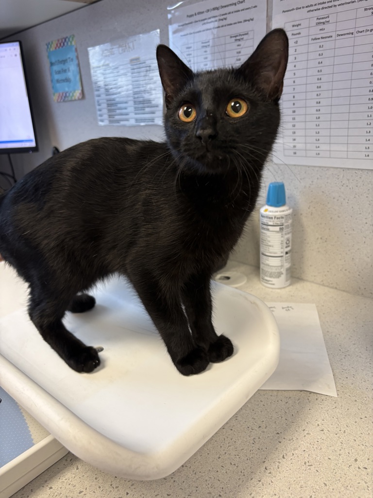 Shelter Stray Male Cat last seen Near W Indendence Boulevard, SALT LAKE CITY, UT, 84116, 511 W 3900 S, Salt Lake City, UT 84123, USA