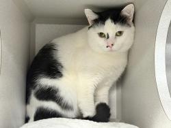 Shelter Stray Male Cat last seen Near Park Avenue, NEW YORK, NY, 10029, 326 E 110th St, New York, NY 10029, USA