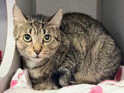 Shelter Stray Female Cat last seen in basement of 1271 Havermeyer Avenue, BRONX, NY, 10462, 326 E 110th St, New York, NY 10029, USA