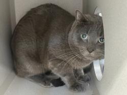Shelter Stray Male Cat last seen Apt 2A,1815 Davidson Avenue, BRONX, NY, 10453, 326 E 110th St, New York, NY 10029, USA
