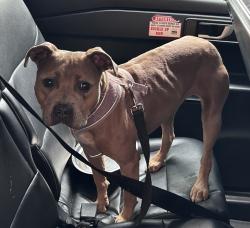 Shelter Stray Female Dog last seen Near Briggs Avenue, BRONX, NY, 10458, 326 E 110th St, New York, NY 10029, USA