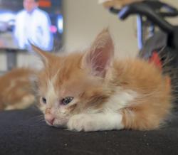 Shelter Stray Male Cat last seen Coronado Avenue, San Diego, CA, 92154, 5500 Gaines St, San Diego, CA 92110, USA