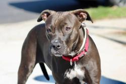 Shelter Stray Female Dog last seen Avenue U, BROOKLYN, NY, 11223, 3139 Veterans Rd W, Staten Island, NY 10309, USA