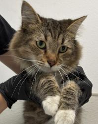 Shelter Stray Male Cat last seen Near Convoy Street, San Diego, CA, 92111, 5500 Gaines St, San Diego, CA 92110, USA