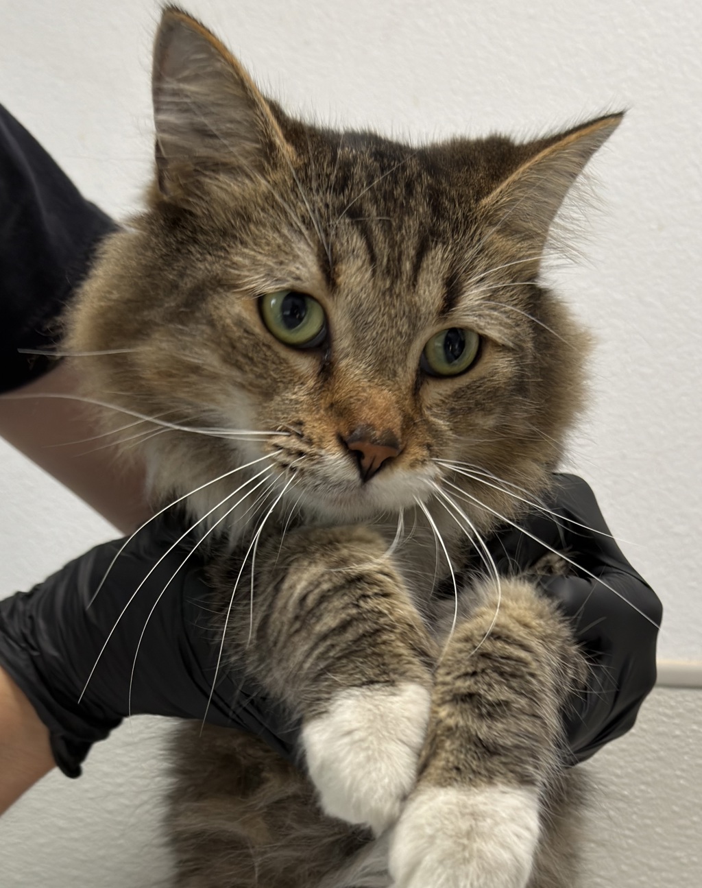 Shelter Stray Male Cat last seen Near Convoy Street, San Diego, CA, 92111, 5500 Gaines St, San Diego, CA 92110, USA