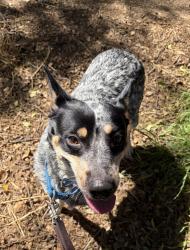 Shelter Stray Female Dog last seen Near 14th Street, San Diego, CA, 92101, 5500 Gaines St, San Diego, CA 92110, USA