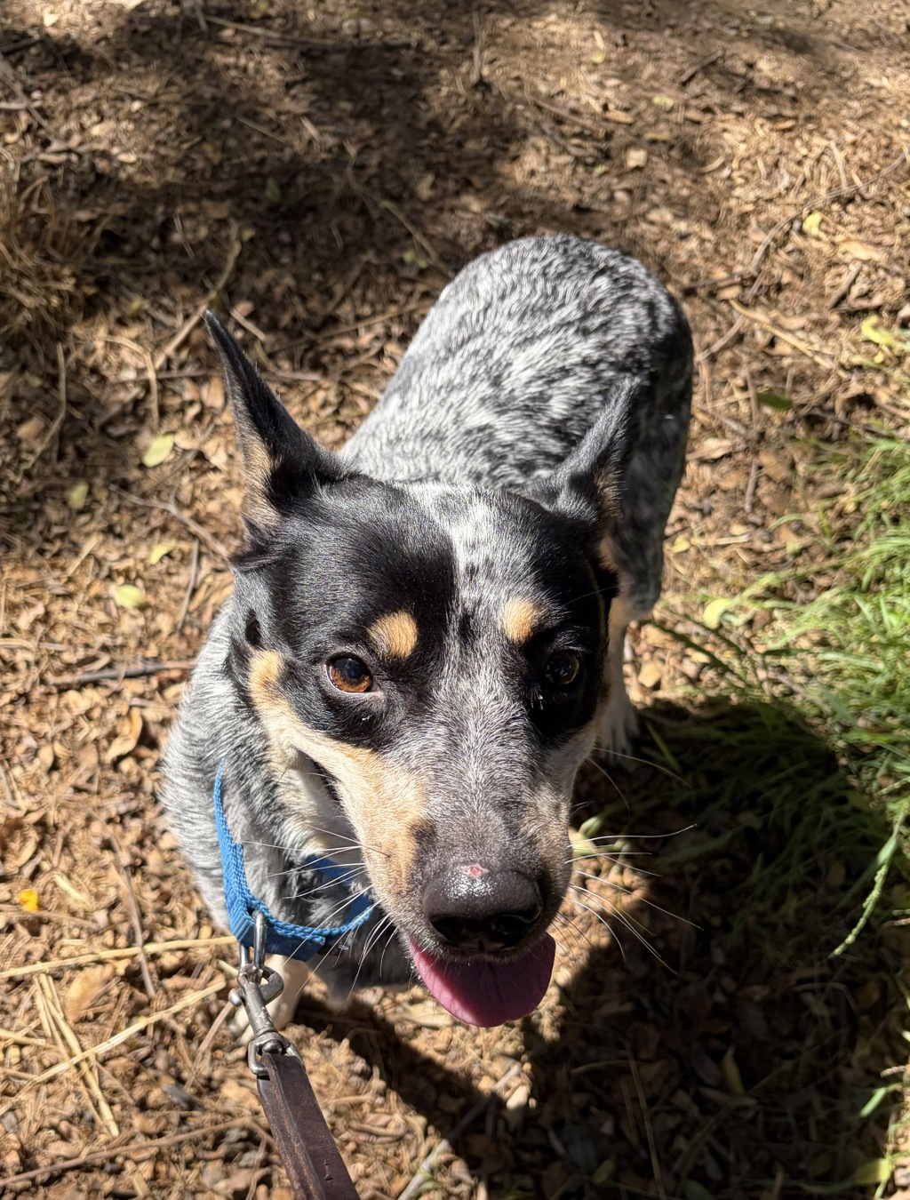 Shelter Stray Female Dog last seen Near 14th Street, San Diego, CA, 92101, 5500 Gaines St, San Diego, CA 92110, USA