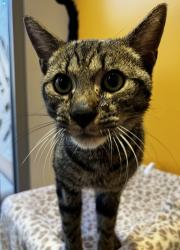 Shelter Stray Male Cat last seen Near Mission Gorge Road, San Diego, CA, 92126, 5500 Gaines St, San Diego, CA 92110, USA