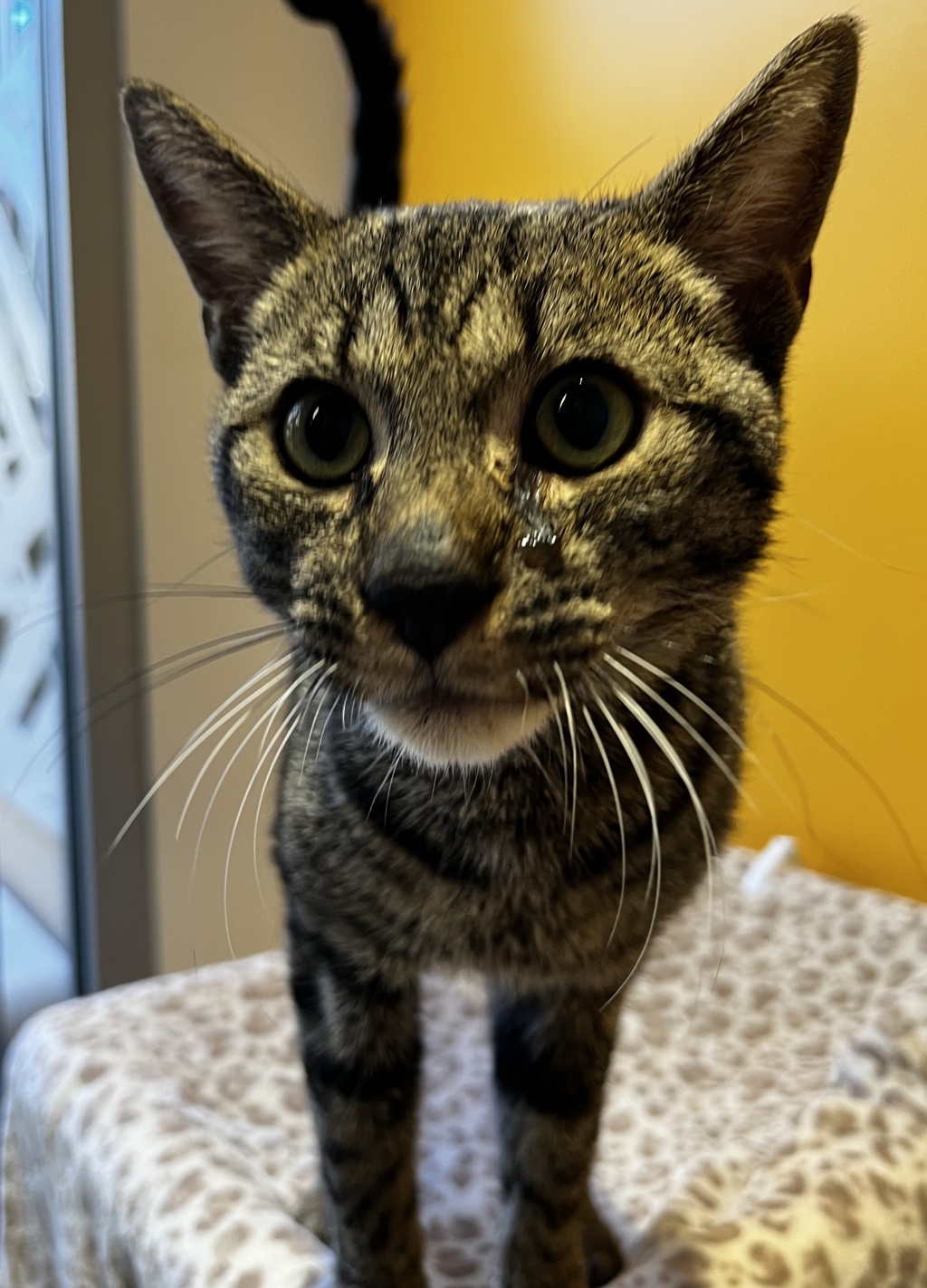 Shelter Stray Male Cat last seen Near Mission Gorge Road, San Diego, CA, 92126, 5500 Gaines St, San Diego, CA 92110, USA