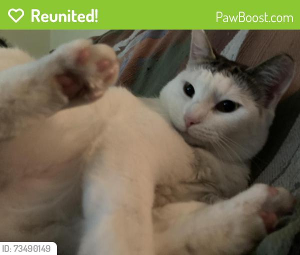 Reunited Male Cat last seen hosp, Rutherfordton, NC 28139